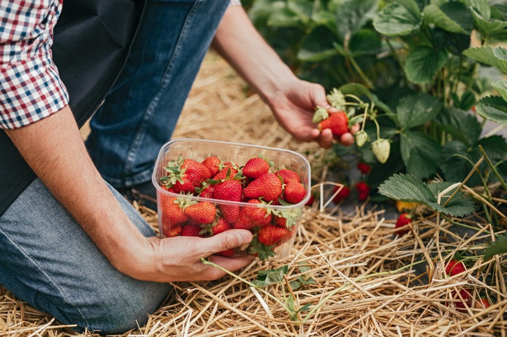 Farm worker picking strawberry in field