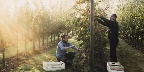 two-men-in-apple-orchard-picking-apples-from-tree-2022-03-04-02-06-26-utc
